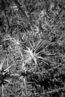 İtalya, Sicilya, kırsal bölgeler, tarladaki dikenli bitkiler.