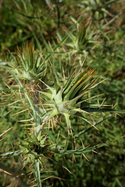 Itália Sicília Campo Planta Espinhosa Selvagem Campo — Fotografia de Stock