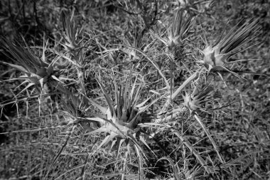 İtalya, Sicilya, kırsal bölgeler, tarladaki dikenli bitkiler.