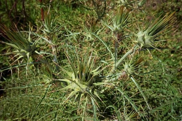 イタリア シチリア島 フィールド内の野生の棘植物 — ストック写真