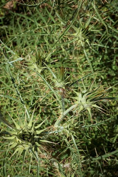 イタリア シチリア島 フィールド内の野生の棘植物 — ストック写真