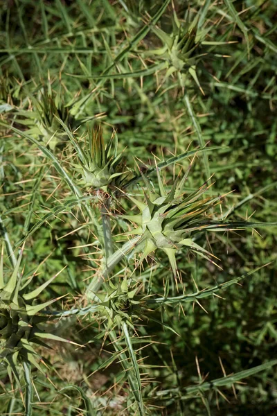 Italia Sicilia Campo Planta Espinosa Silvestre Campo — Foto de Stock