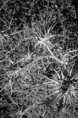 İtalya, Sicilya, kırsal bölgeler, tarladaki dikenli bitkiler.