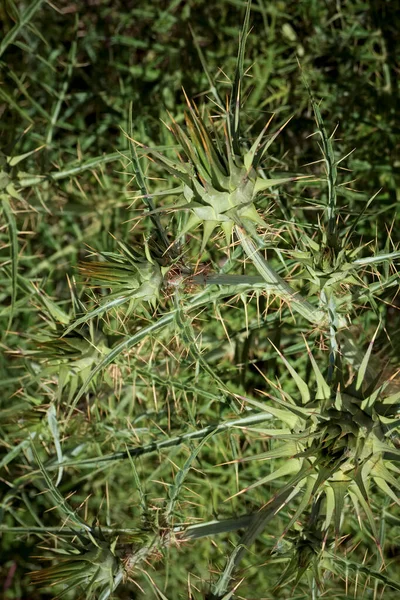 Itália Sicília Campo Planta Espinhosa Selvagem Campo — Fotografia de Stock