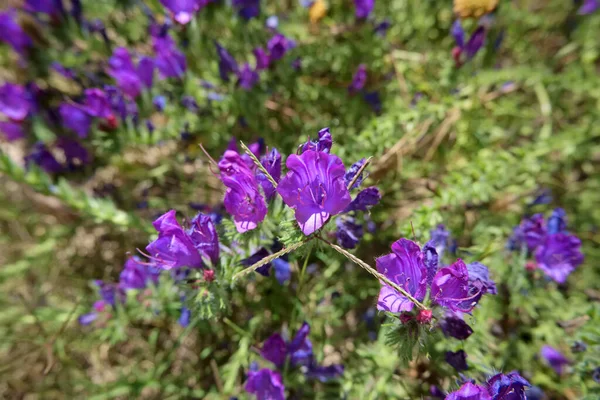 Italia Sicilia Campo Flores Púrpuras Silvestres Campo — Foto de Stock