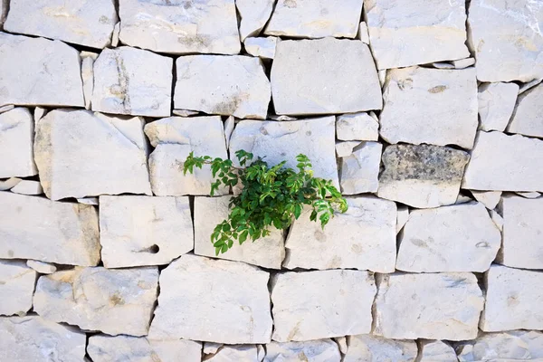 イタリア シチリア島 シチリアの石の壁に成長する植物 — ストック写真