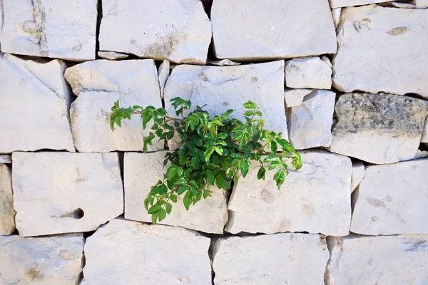 イタリア シチリア島 シチリアの石の壁に成長する植物 — ストック写真