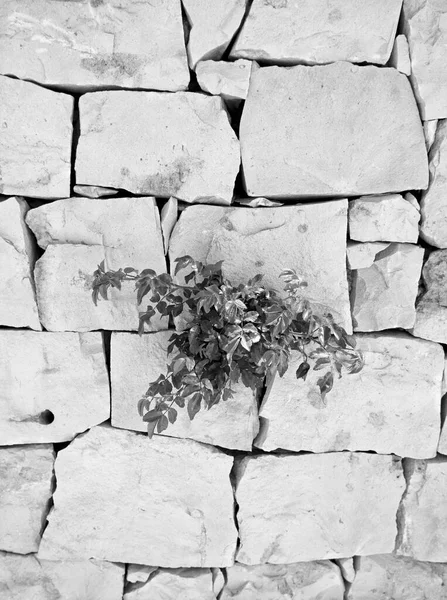 Italia Sicilia Campo Una Planta Que Crece Una Pared Piedra — Foto de Stock