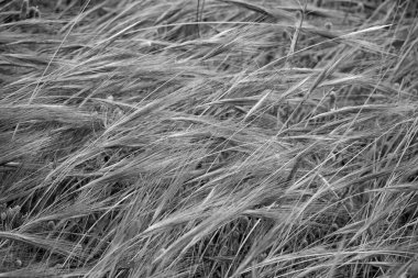 İtalya, Sicilya, kırsal bölgeler, tarlalarda buğday dikenleri