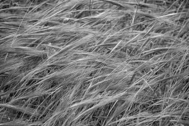 İtalya, Sicilya, kırsal bölgeler, tarlalarda buğday dikenleri