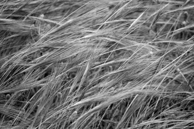 İtalya, Sicilya, kırsal bölgeler, tarlalarda buğday dikenleri