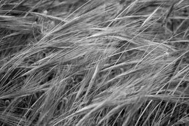 İtalya, Sicilya, kırsal bölgeler, tarlalarda buğday dikenleri