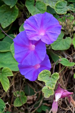 İtalya, Sicilya, kırsal, çitin üzerindeki mor çiçekler.