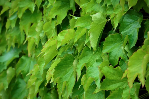 Italië Sicilië Platteland Amerikaanse Klimop Een Tuin — Stockfoto