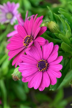 İtalya, Sicilya, bahçede mor Afrikalı papatyalar.