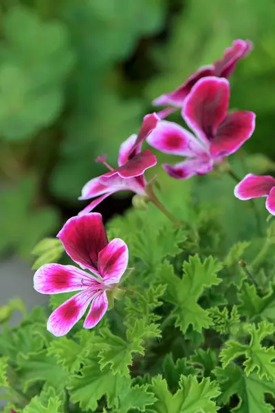 Italy Sicily Countryside Geranium Plant Flowers Garden — Stock Photo, Image