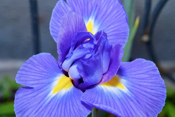 Itália Sicília Iris Planta Flor Jardim — Fotografia de Stock