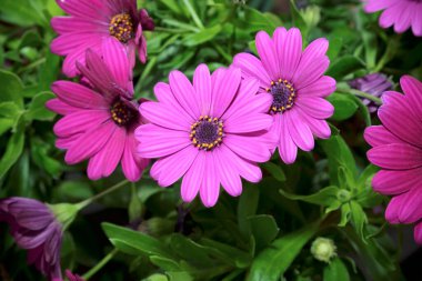 İtalya, Sicilya, bahçede mor papatyalar