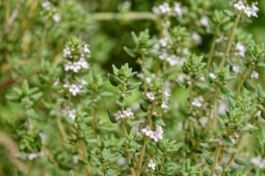 İtalya, Sicilya, bahçedeki kekik bitkisi