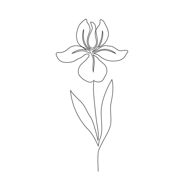 Iris flower on white — Stock Vector