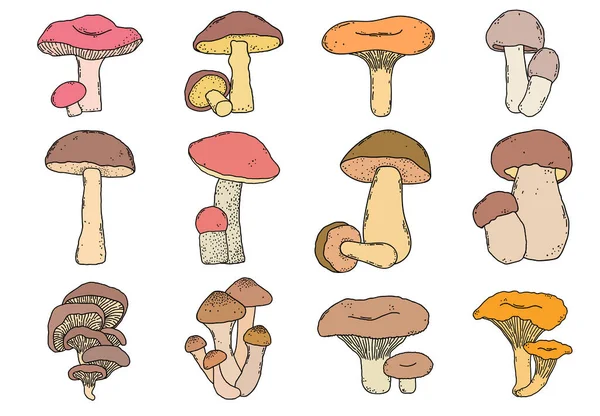 Hand drawn mushrooms — Stock Vector