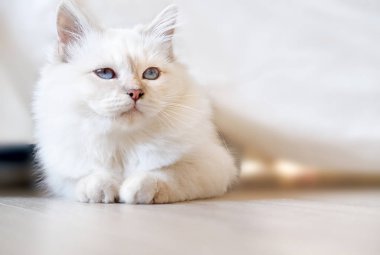 Sıkılmış Birman kedisi