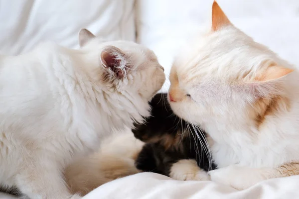 Heilige Katze von Burma — Stockfoto