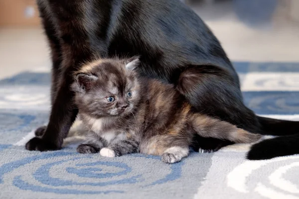 Gatto con gattini . — Foto Stock