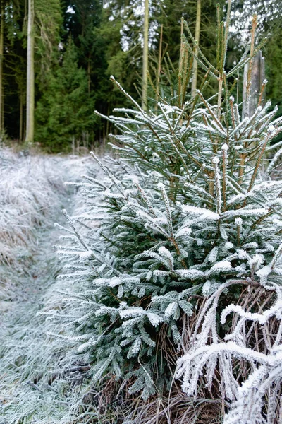 Branches de pins recouvertes de neige Fermer — Photo