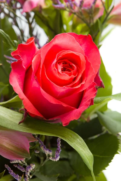 Bellissimi fiori di rosa su sfondo bianco — Foto Stock