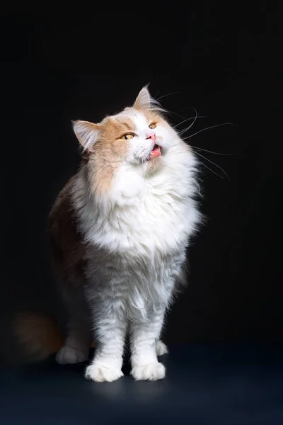 Ginger White Cat isolato su sfondo nero . — Foto Stock