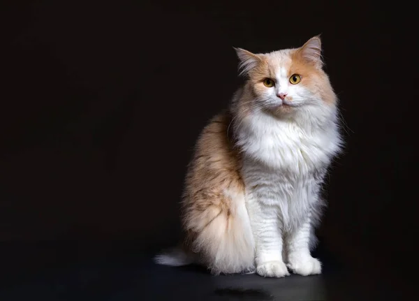 Ginger White Cat aislado sobre fondo negro . —  Fotos de Stock