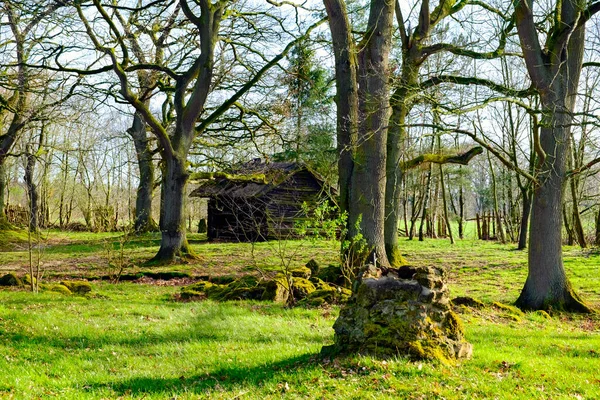 Bosque de coníferas verde musgoso retroiluminado con troncos de árbol y piedras musgosas en el suelo . —  Fotos de Stock