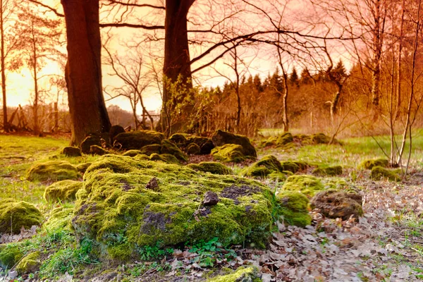 Bosque de coníferas verde musgoso retroiluminado con troncos de árbol y piedras musgosas . — Foto de Stock