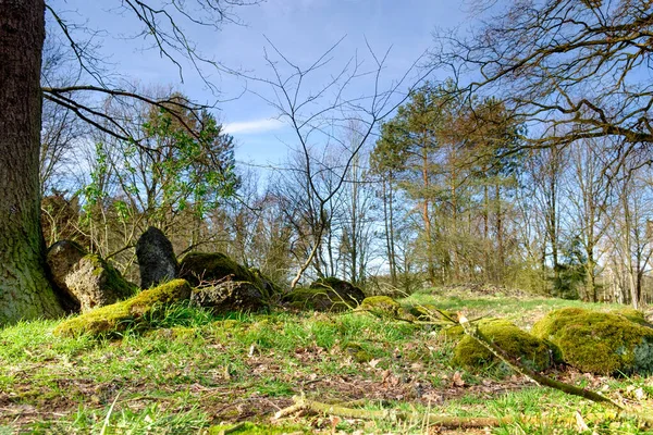 Bosque de coníferas verde musgoso retroiluminado con troncos de árbol y piedras musgosas en el suelo . —  Fotos de Stock