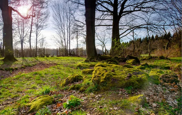 Grön mossig bakgrundsbelyst barrskog med trädstammar och mossiga stenar på marken. — Stockfoto