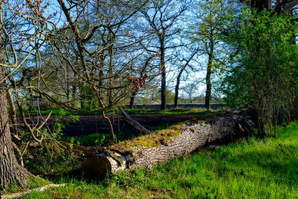 Bahar Ormanının Ortasında Devrilmiş Bir Ağaç Çürüyor — Stok fotoğraf