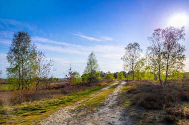 Orman yolu güneş ışığının altında. Gün batımında yaprak döken ormanda koşan bir patika..