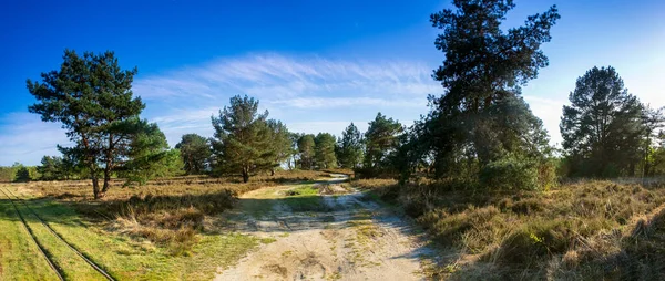 Skogsvägen Solstrålar Lane Löper Genom Vårlövskogen Vid Solnedgången Panoramautsikt — Stockfoto