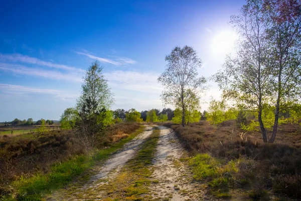 Skogsvägen Solstrålar Lane Som Rinner Genom Vårlövskogen Vid Solnedgången — Stockfoto