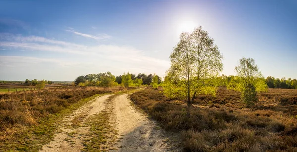 Skogsvägen Solstrålar Lane Som Rinner Genom Vårlövskogen Vid Solnedgången — Stockfoto