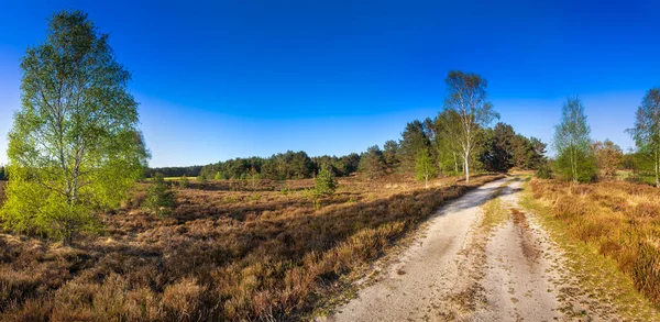 Skogsvägen Solstrålar Lane Löper Genom Vårlövskogen Vid Solnedgången Panoramautsikt — Stockfoto