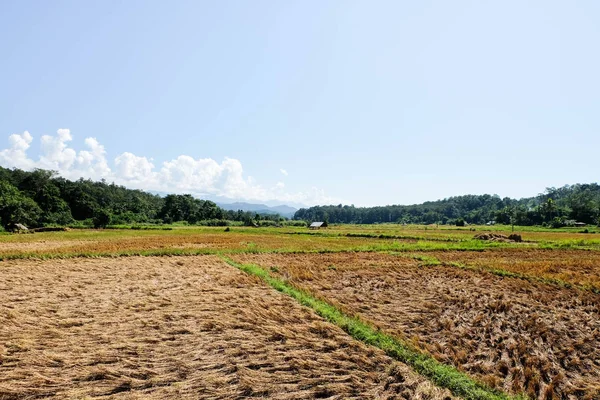 Çayır Su Tong Pe köprüsünde bambu yapılmış — Stok fotoğraf