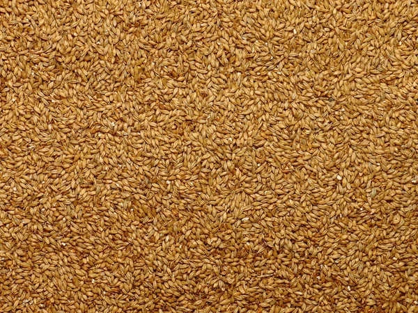 Malted Barley Grain — Stock Photo, Image