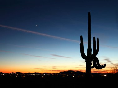 Phoenix Arizona 'da Saguaro günbatımı
