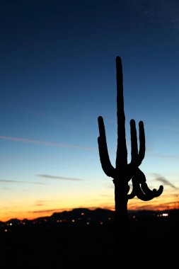 Phoenix Arizona 'da Saguaro günbatımı