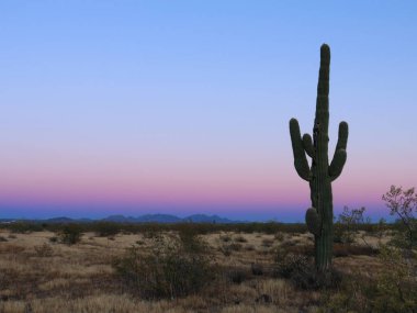 Phoenix Arizona 'da Saguaro günbatımı