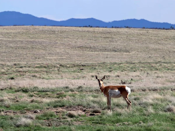 Pronghorn Doe i Prescott Valley höglandet Stockbild