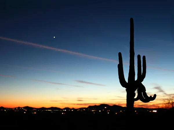 Saguaro solnedgång i Phoenix Arizona Stockbild