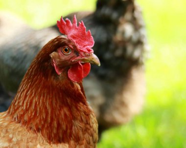 Tavuk tavuk Headshot portre profil 